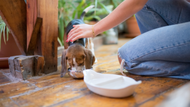 الحيوانات الاليفة